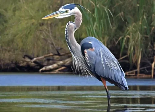 Blue Heron Symbol of Duality